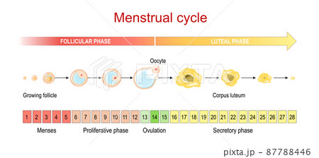 Menstrual cycle. Luteal and Follicular phase. Growing follicle, Oocyte and Corpus luteum. From Menses and Proliferative phase, to Ovulation and Secretory phase.  87788446