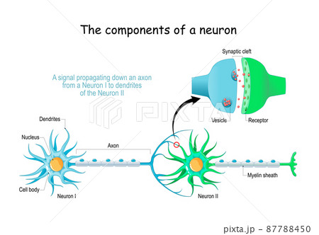 Neuron anatomy. Close-up of a Chemical synapse, Synaptic vesicle with neurotransmitter, and Receptors. Structure of Synaptic cleft. Vector poster Neuron anatomy. Close-up of a Chemical synapse, Synaptic vesicle with neurotransmitter, and Receptors. Structure of Synaptic cleft. Vector poster 87788450