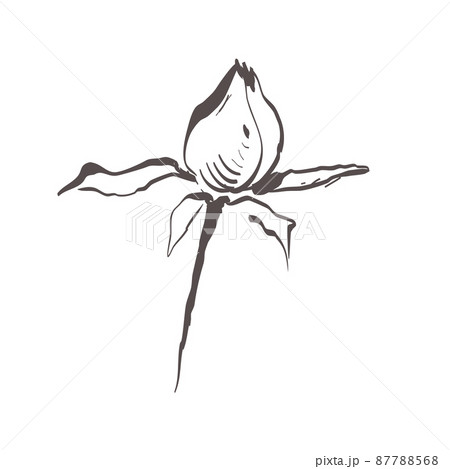 rose bud drawing black and white