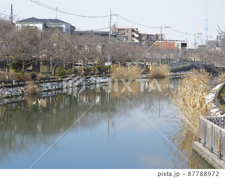新川千本桜 江戸川区新川 新川千本桜 江戸川区新川 87788972