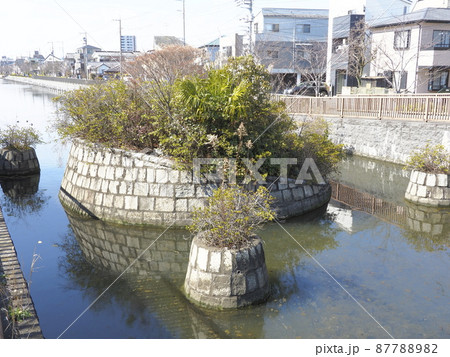 新川千本桜　江戸川区新川 87788982