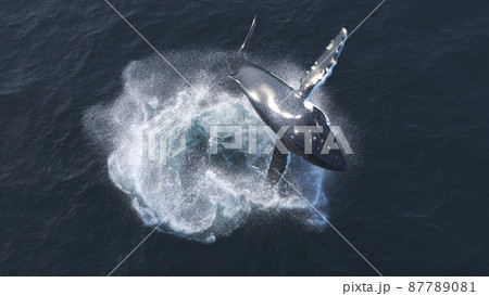 Humpback whale jumps out of the water Humpback whale jumps out of the water 87789081