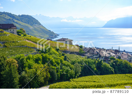スイス、ラヴォー地区のブドウ畑 87789110