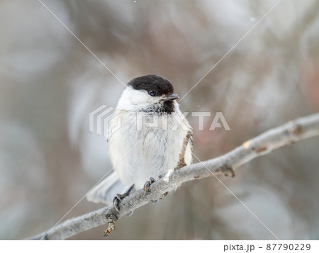 Cute bird the willow tit, song bird sitting on a branch without leaves in the winter. Cute bird the willow tit, song bird sitting on a branch without leaves in the winter. 87790229