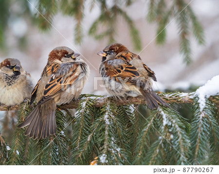 Three Sparrows sits on a fir branch in the autumn or winter Three Sparrows sits on a fir branch in the autumn or winter 87790267