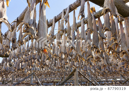 Cod fish drying on traditional wooden racks in the sun in Lofoten Islands, Norway, Europe Cod fish drying on traditional wooden racks in the sun in Lofoten Islands, Norway, Europe 87790319