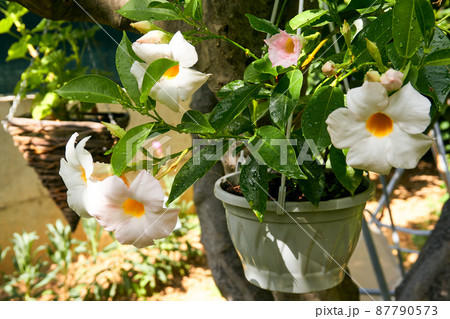 Beautiful flowers in the garden Beautiful flowers in the garden 87790573