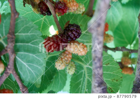 Fresh and organic mulberry fruits 87790579