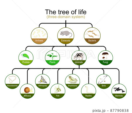classification of tree of life. three-domain system. Phylogenetic and symbiogenetic 87790838
