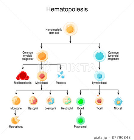Haematopoiesis. development of different blood cells 87790848