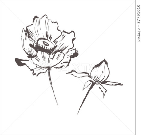 Vector poppy. Floral botanical flower. Wild spring leaf wildflower isolated. Vector wildflower for background, texture, wrapper pattern, frame or border Vector poppy. Floral botanical flower. Wild spring leaf wildflower isolated. Vector wildflower for background, texture, wrapper pattern, frame or border 87791010