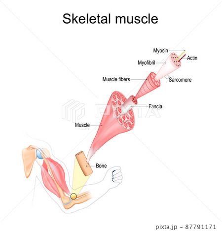 Skeletal Muscle anatomy. structure Skeletal Muscle anatomy. structure 87791171