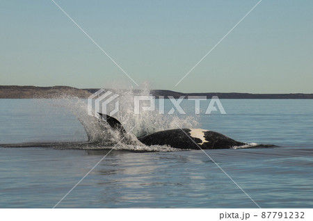 Whale jumping in Peninsula Valdes,, Patagonia, Argentina 87791232