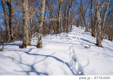 冬山、雪深い登山道（山梨県・黒岳） 87791660