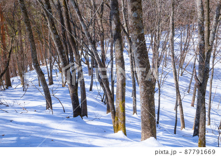 雪深い山の奥・御坂黒岳 雪深い山の奥・御坂黒岳 87791669