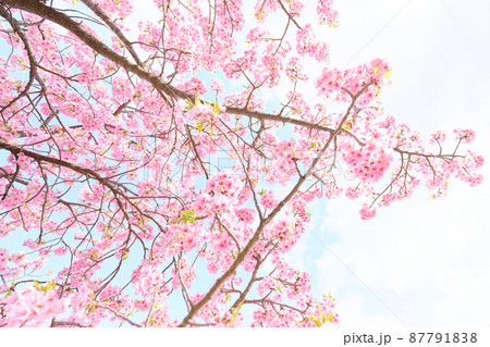 北柏春　桜 87791838