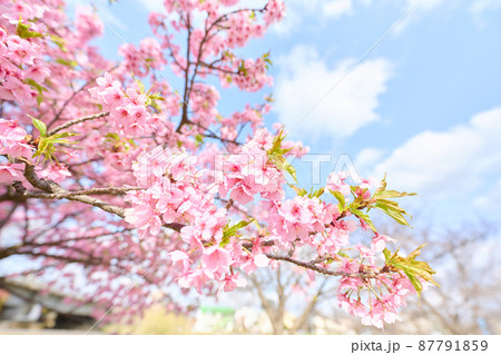 北柏春　桜 87791859