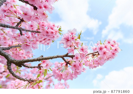北柏春　桜 87791860