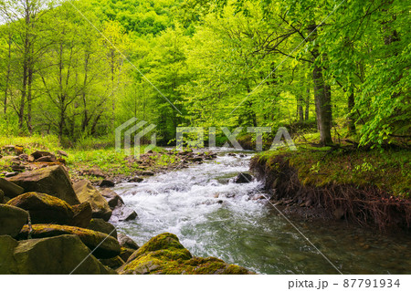 rapid water stream in the beech forest. green landscape with rocks and trees on the shore. calm nature background in spring. vivid foliage on the branches above the brook 87791934