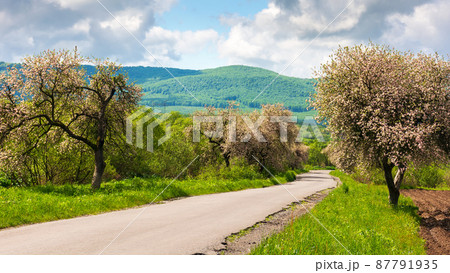 blossoming trees in spring time. road winding through mountainous countryside in springtime. beautiful rural nature scenery on a sunny day. clouds on the blue sky 87791935