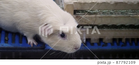 Funny Guinea Pig Eating Food in Cage Stock Video - Video of mouse