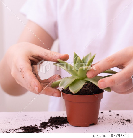 A child transplants a flower from a small pot into a large one. Children's hands close up. Plant in children's hands. flower transplant 87792319