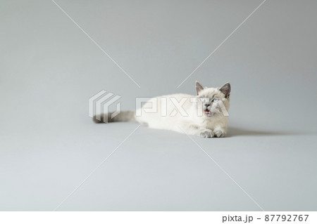 子猫 シャム猫 子猫 シャム猫 87792767
