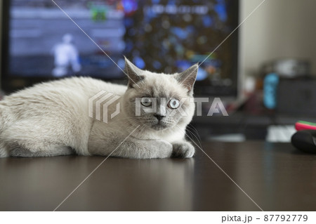 テレビの前に寝る子猫 87792779