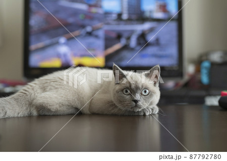 テレビの前に寝る子猫 87792780