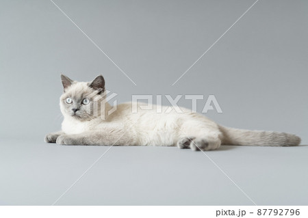 子猫 シャム猫の写真素材