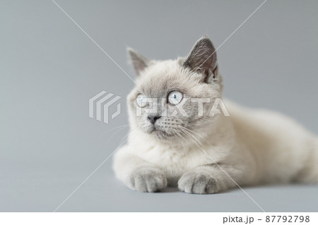 子猫 シャム猫 子猫 シャム猫 87792798
