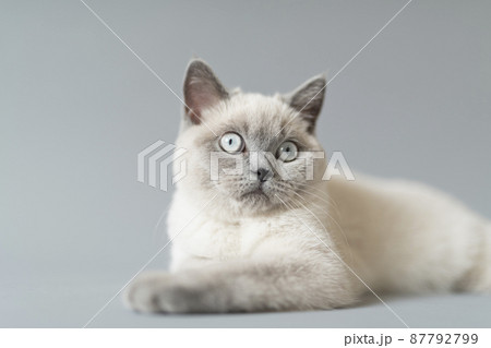 子猫 シャム猫 87792799