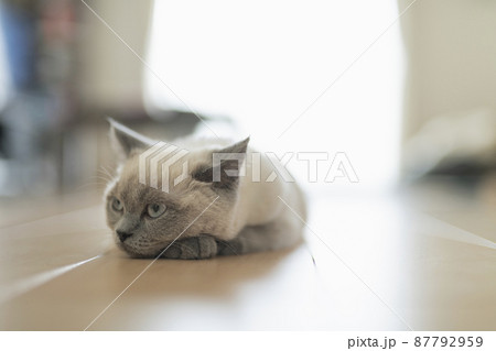 フローリングでくつろぐ子猫 フローリングでくつろぐ子猫 87792959