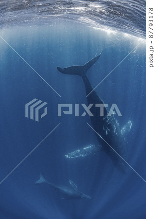 ザトウクジラの親子 87793178