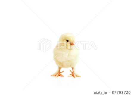 Little cute baby chick for easter. Yellow newborn baby chick. 87793720