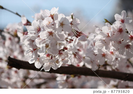 水色の空と桜の花々 水色の空と桜の花々 87793820