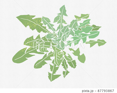野の花 背景 挿絵 タンポポの葉 テクスチャ入り 野の花 背景 挿絵 タンポポの葉 テクスチャ入り 87793867