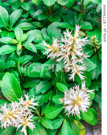 東京一ツ橋・都心のビル街に咲くフッキソウ 87794444