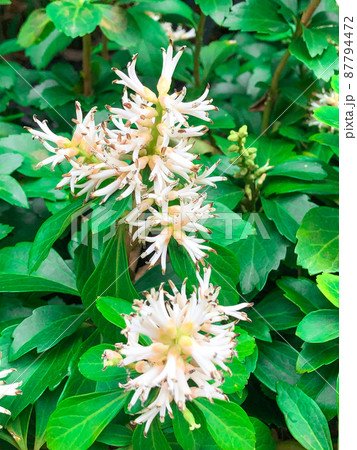 東京一ツ橋・都心のビル街に咲くフッキソウ 87794472