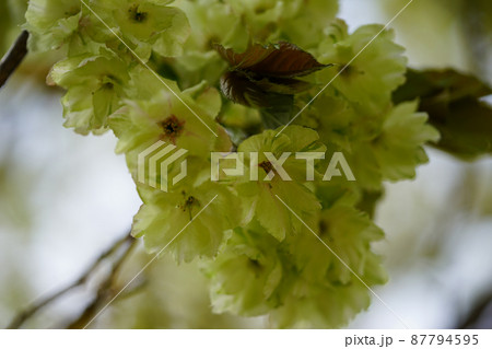 ウコンザクラ ウコンザクラ 87794595