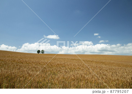 麦畑の丘 87795207
