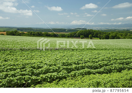 ジャガイモ畑 87795654