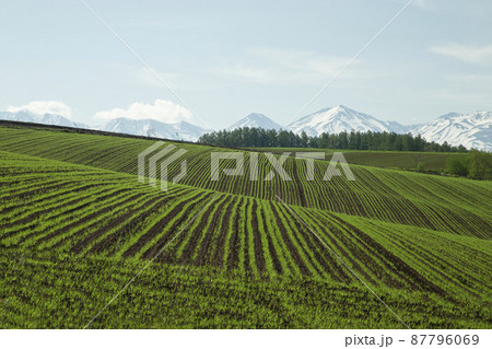 早春の丘 87796069