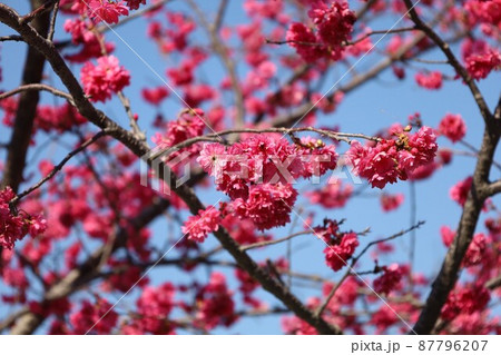 花 フラワー お花 87796207