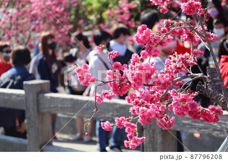 花 フラワー お花 87796208