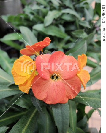 エリシマム　Erysimum　オレンジ色 87796381