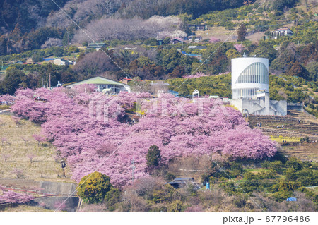 松田町の河津桜「まつだ桜まつり」全景 松田町の河津桜「まつだ桜まつり」全景 87796486