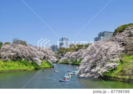 東京都　千鳥ヶ淵　満開の桜 87796586