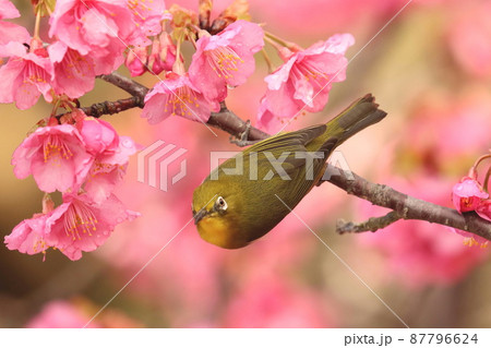 川津桜に来たメジロ 川津桜に来たメジロ 87796624