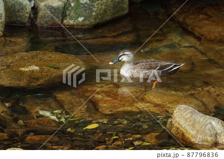 鳥取　四季の散歩　赤波川の甌穴 87796836